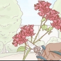 Bougainvillea di propagazione