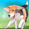 Beagle da addestramento
