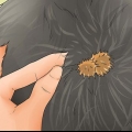Rimuovere le sbavature dal pelo di un cane
