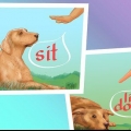 Ferma i dossi nei cani