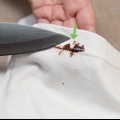 Elimina le macchie di cioccolato