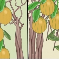 Alberi di limone in crescita all'interno