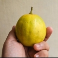 Limoni maturi