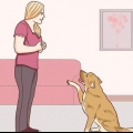 Comunicare con il tuo cane