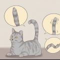 Comunicare con il tuo gatto