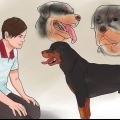 Controllare se il tuo cane è sano e felice