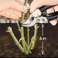 Conservazione dei bulbi di dalia