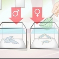 Danio di allevamento