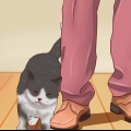 Aprire la bocca di un gatto