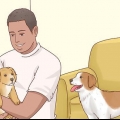 Aumentare l'appetito dei cani