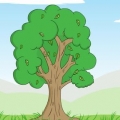 Determinazione dell'età di un albero