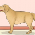 Misurare la lunghezza di un cane