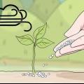 Usando il fertilizzante urea