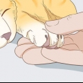 Taglia le unghie del tuo gatto
