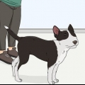 Controllare gli occhi del tuo cane