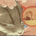 Pulisci le orecchie del tuo gatto