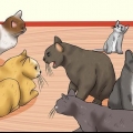 Riconoscere i segni di abuso di gatti