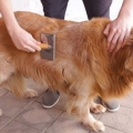 Toelettatura del mantello di un golden retriever