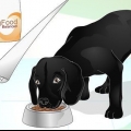 Lucida il pelo di un cane