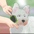 Toelettatura del cappotto di un westie