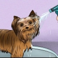 Toelettatura del mantello di uno yorkshire terrier