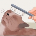 Rendi il pelo del tuo gatto morbido e lucente
