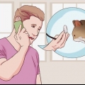 Combattere la diarrea nei gatti
