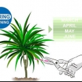 Dracena della potatura
