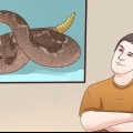Prevenire un attacco di serpente a sonagli
