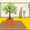 Potare un albero di avocado in una pentola