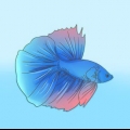 Formare un legame con il tuo pesce betta