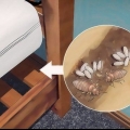 Identificazione di un'infestazione da cimici