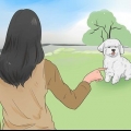 Allenare un bichon frisé