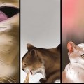 Trattare una puntura d'ape su un gatto