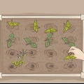 Avviare un orto biologico
