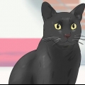 Identificazione di un gatto bombay