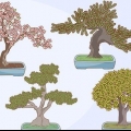 Crescere e prendersi cura di un bonsai
