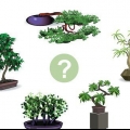 Coltivare un albero di bonsai