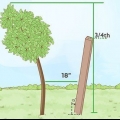 Crescere un albero in posizione verticale
