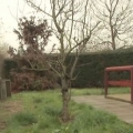 Pota un albero