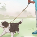 Addestrare un cucciolo di border collie