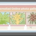 Prendersi cura di una bromelia