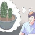 Rinvasa un cactus
