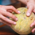 Compra un melone