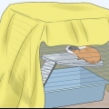 Tenendo una cavia
