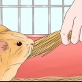 Dare da mangiare a una cavia