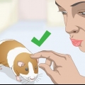 Lavare una cavia