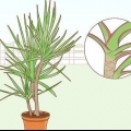 Prendersi cura di una dracaena
