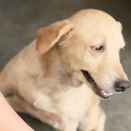 Lenitivo per la pelle secca nei cani