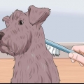 Taglio di uno schnauzer miniatura